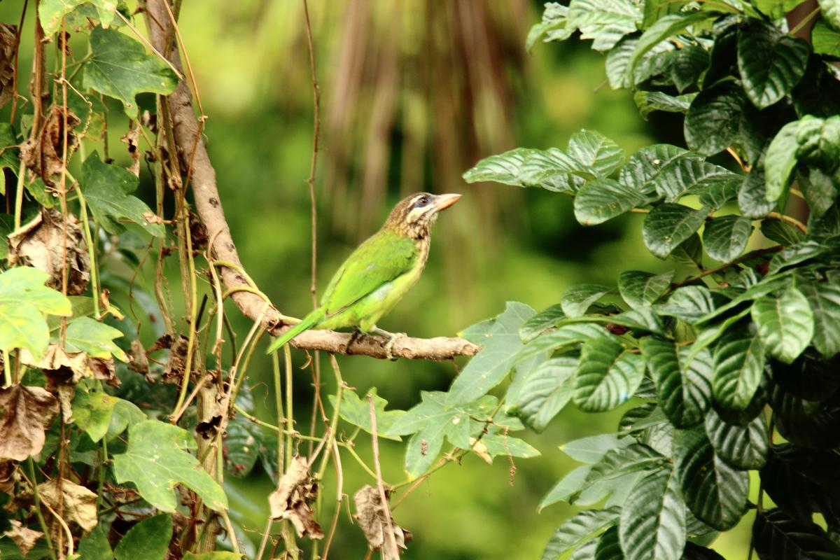 The White Cheeked Barbet is commonly found on fruit trees in Thiruvananthapuram.