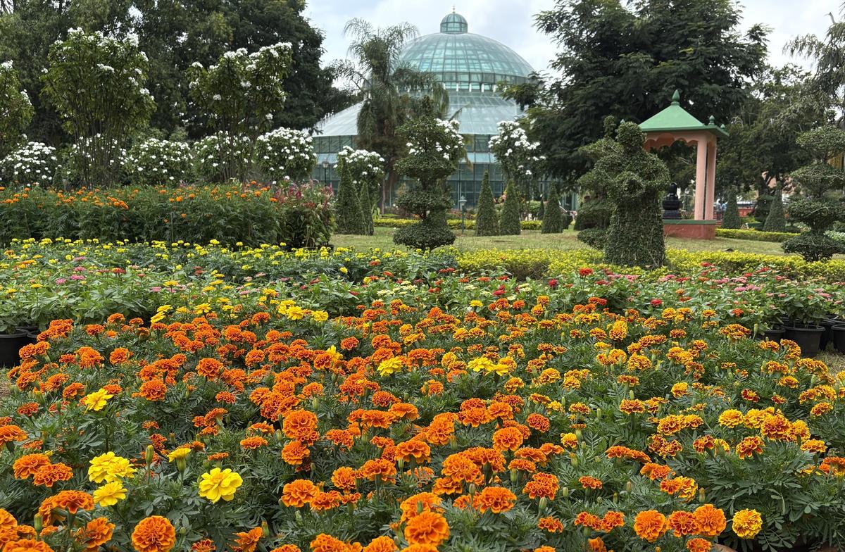 Kuppanna Park in Mysuru is readying for the Dasara flower show from October 3, 2024. 