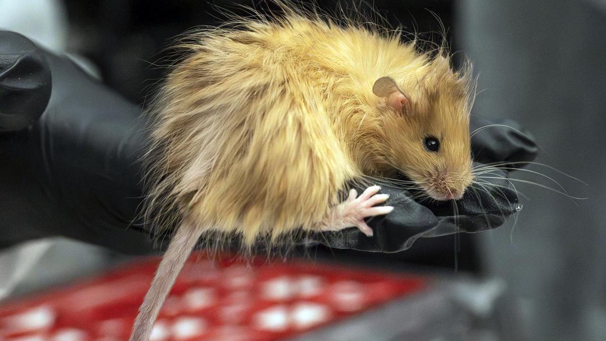 Scientists genetically engineer mice with thick hair like the extinct woolly mammoth