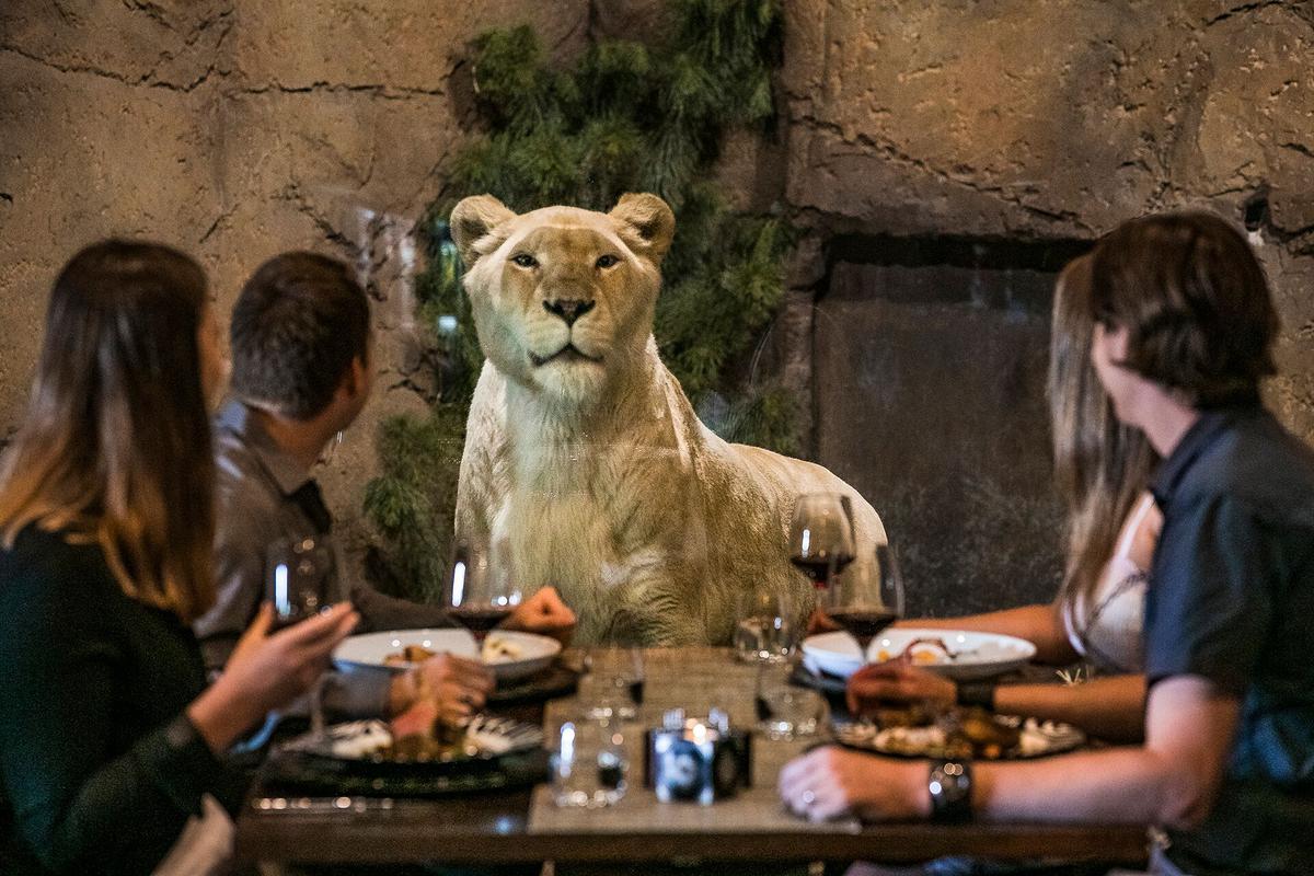 Dinner at the Rainforest Cave features an African menu and a guest appearance by a pair of white lions