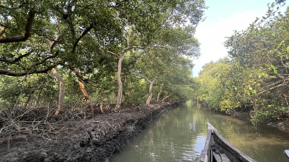 A mangrove trail in Kochi aims to fight tidal flooding
Premium