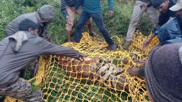 Bandipur tigress on the prowl captured