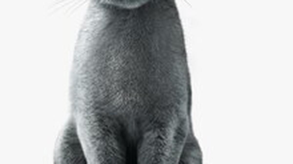 SHEBA®’s ‘Ignored to Adored’ Campaign Captures What Every Cat Parent Already Knows