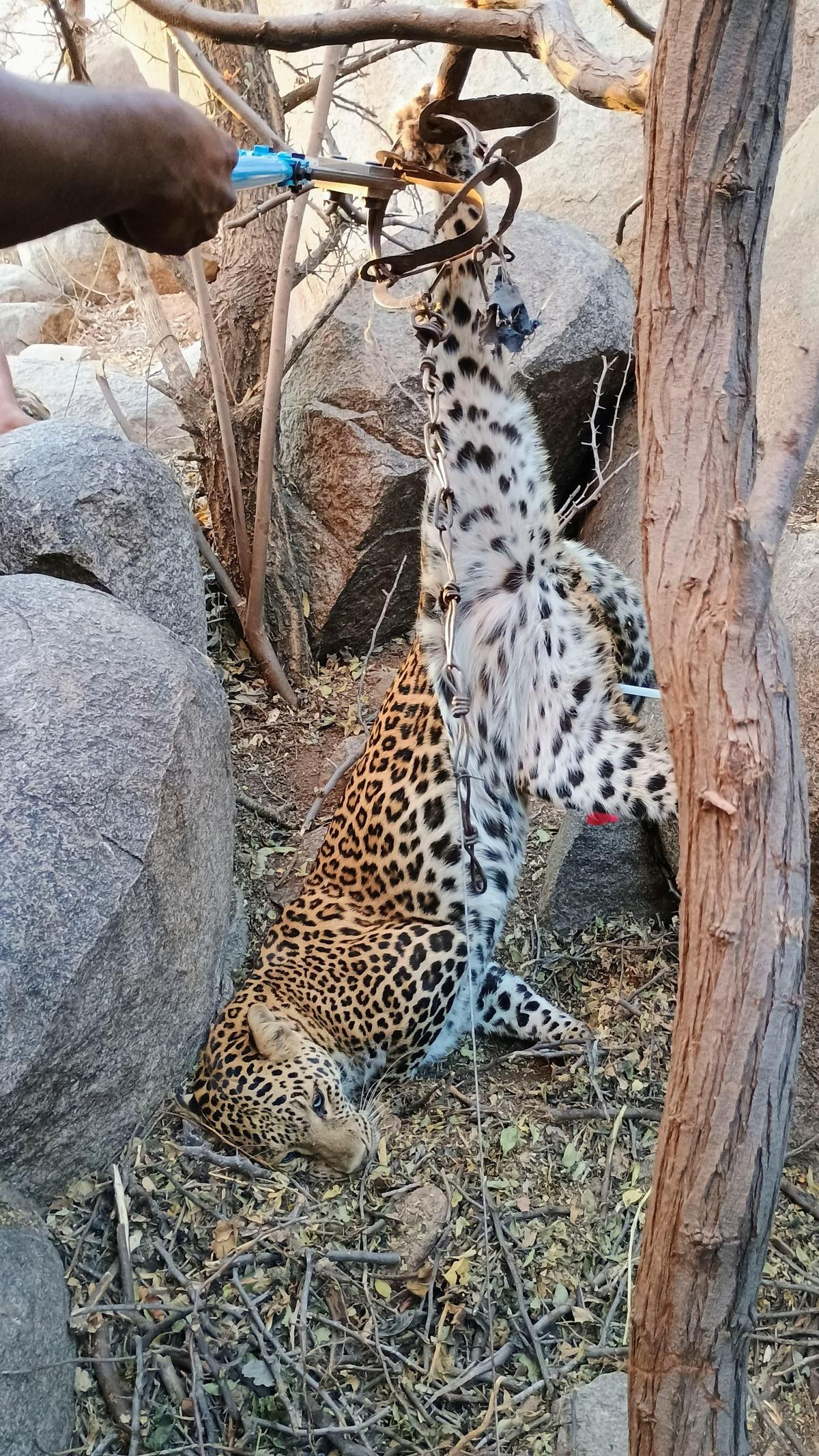 File picture of a leopard caught in jaw trap at Adoni in Kurnool district of Andhra Pradesh. File picture of a leopard caught in jaw trap at Adoni in Kurnool district of Andhra Pradesh.