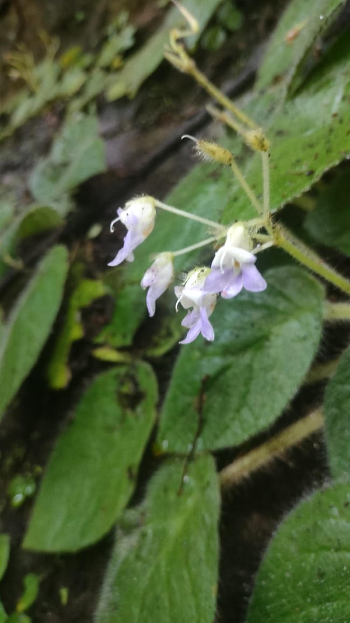 Petrocosmea arunachalense இனங்கள் ஊதா நிறப் புள்ளிகளுடன் முற்றிலும் வெள்ளை நிறத்தில் உள்ளன மற்றும் தாவரமானது முடிகள் நிறைந்த அமைப்பைக் கொண்டுள்ளது.