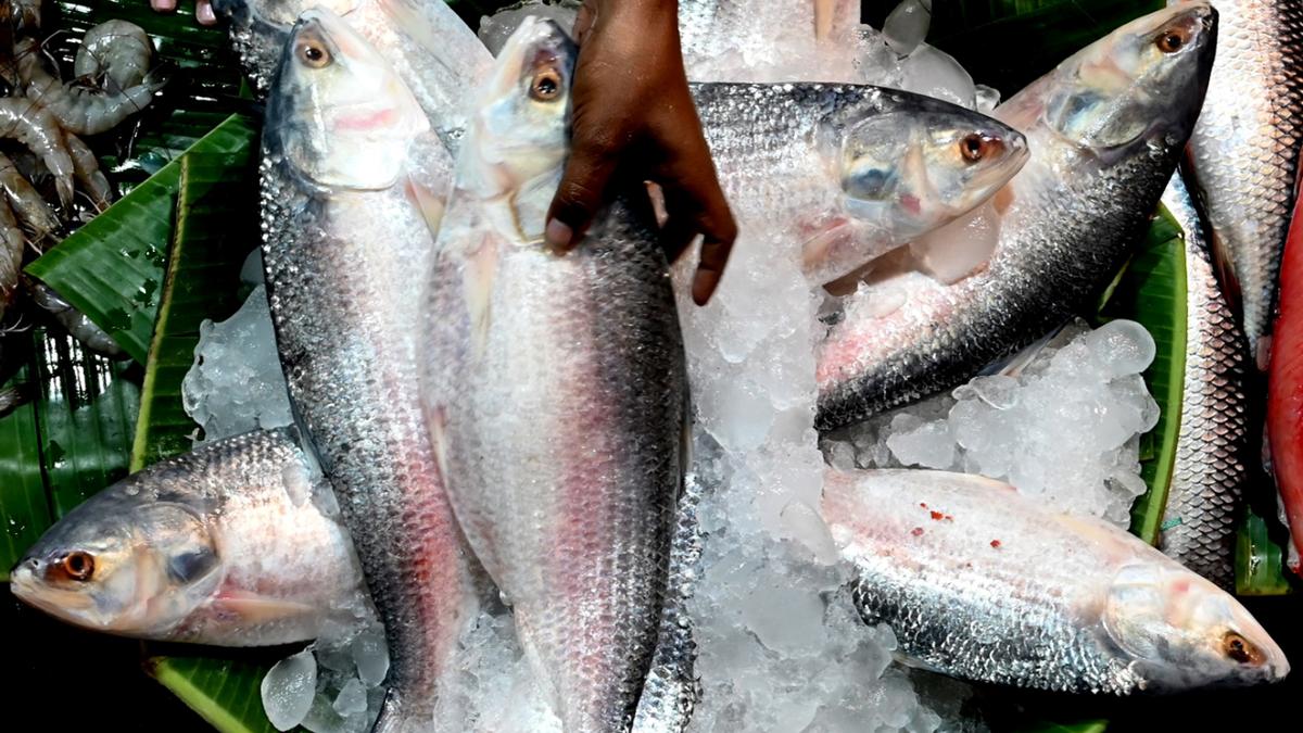 INCOIS unveils Hilsa fish advisory for fishermen off Bengal coast