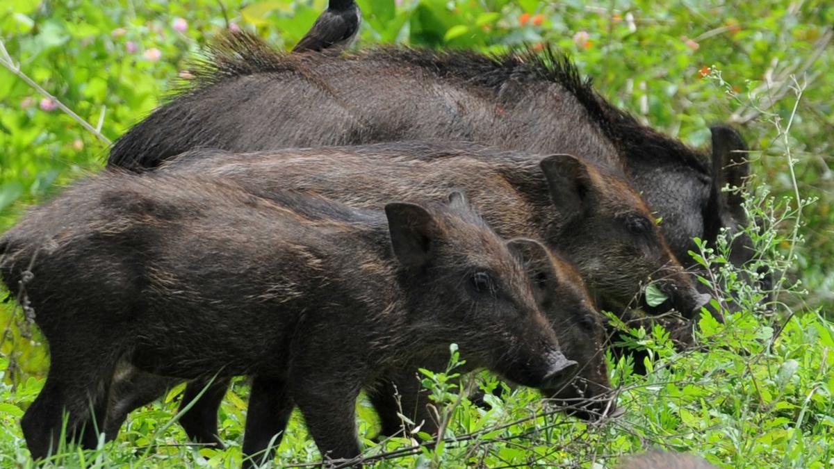 Two wild boars in Gudalur die, African Swine Flu suspected