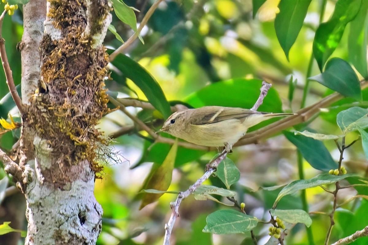 Hume’s Warbler