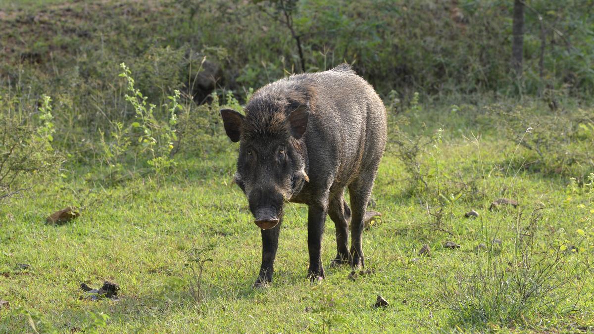 Kerala kills 4,734 wild boars by July after local bodies get authorisation for culling Kerala kills 4,734 wild boars by July after local bodies get authorisation for culling