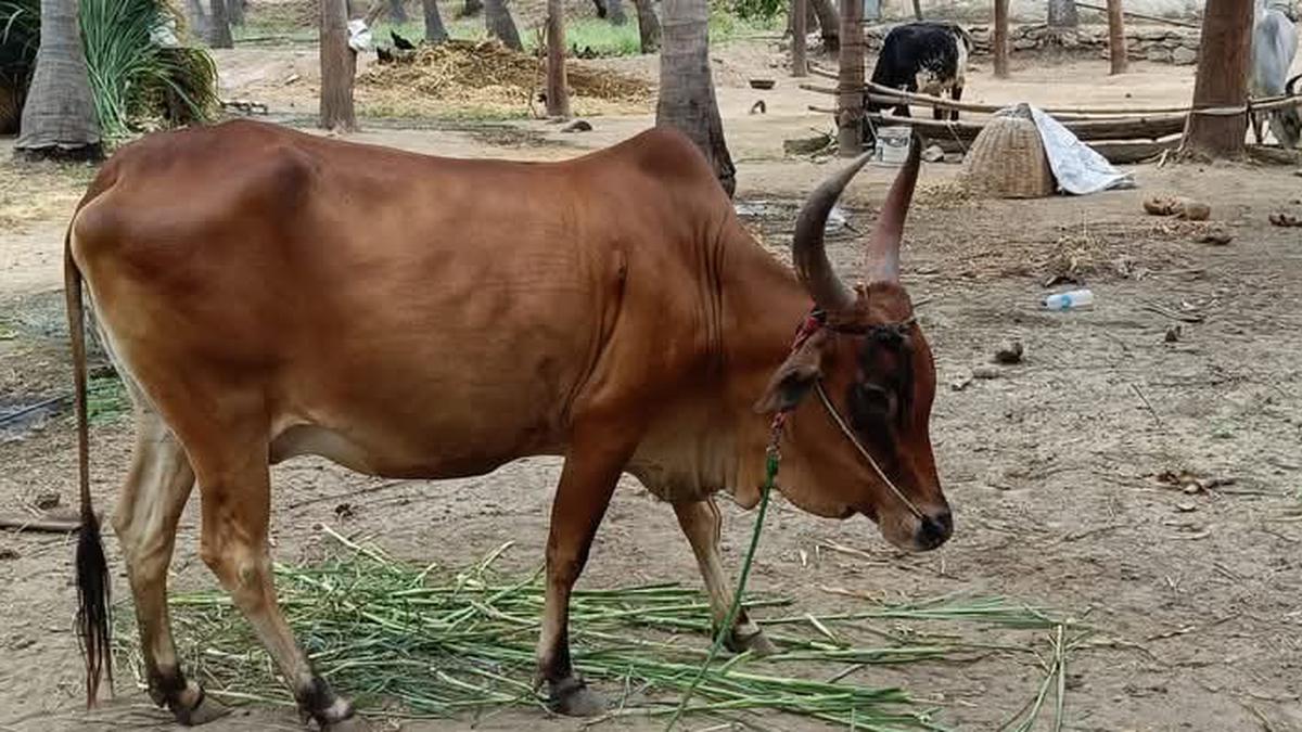 Increasing demand for Kangayam cattle with red coat, say breeders in Tiruppur