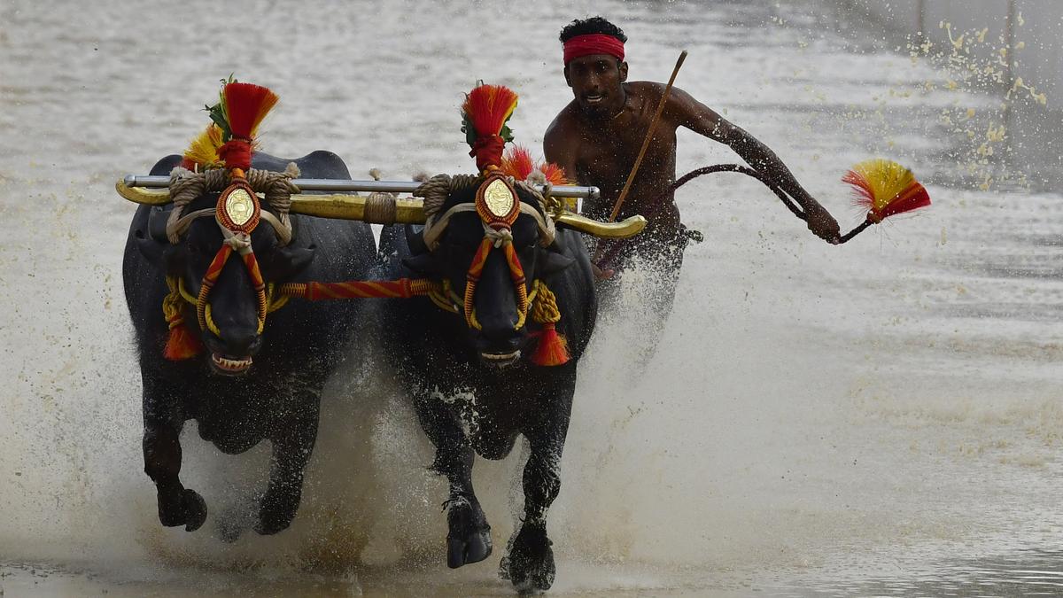 Daily Quiz | On traditional games
Premium