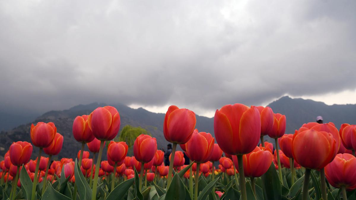 One million tulips are on display at the tulip festival in Srinagar