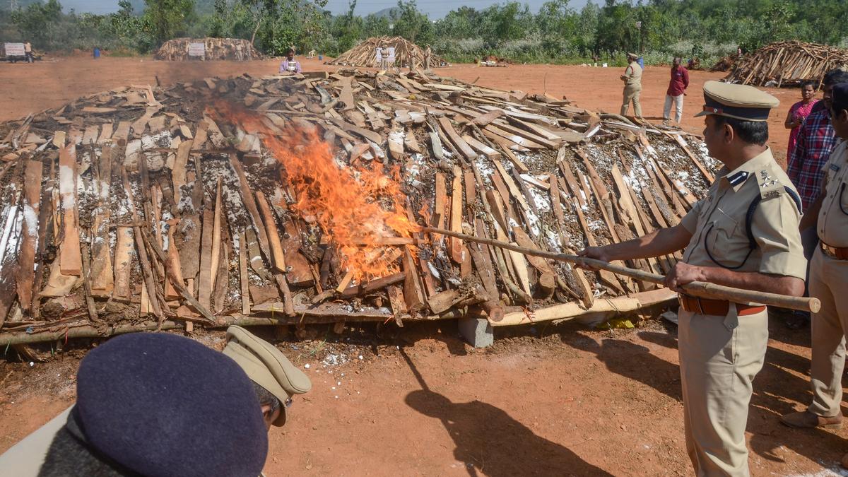 Andhra Pradesh: 1.9 lakh kg of ganja seized in five districts destroyed