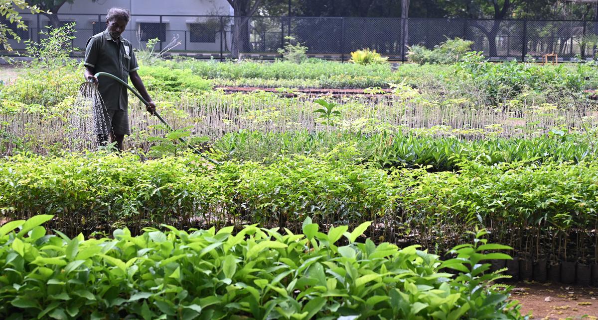 The nursery stocks saplings and seeds of rare trees native to Tamil Nadu.