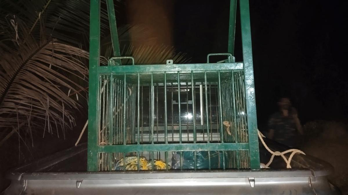 Leopard trapped in tunnel snare escapes despite tranquillizer dart in Kerala’s Kasaragod