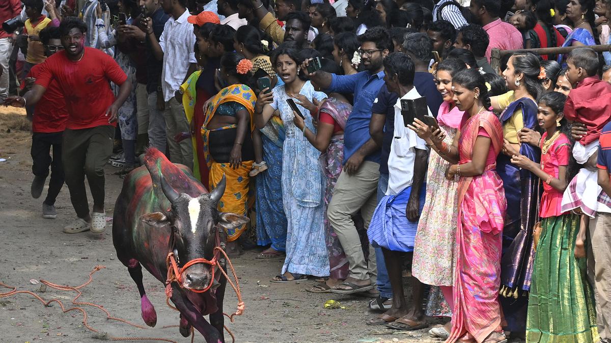 Manju Virattu in Kuyilapalayam near Auroville turns out to be a huge draw