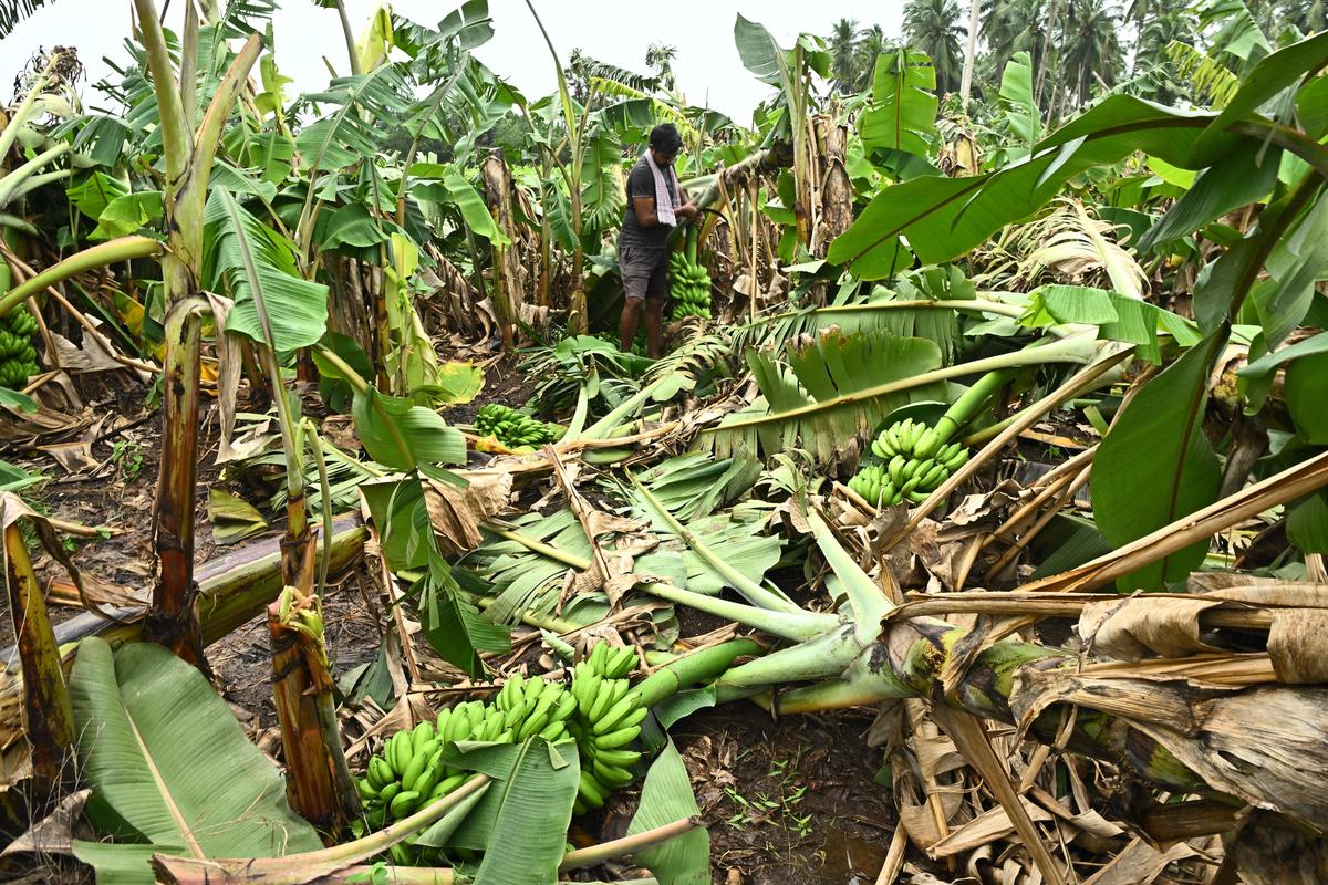 A farmer showing the banana crop, damaged due to strong winds caused by the Severe Cyclonic Storm Montha, near Pamarru of Krishna district on Wednesday.