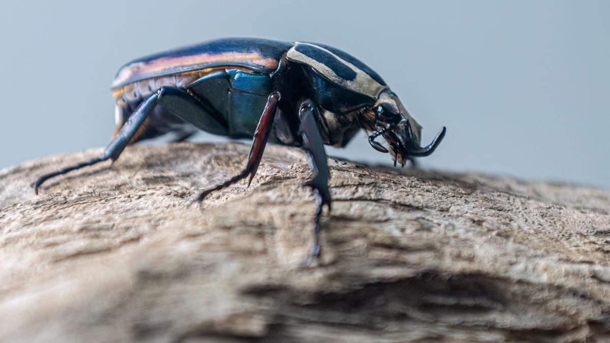 A beetle named Hitler: The case to change offensive animal, plant names