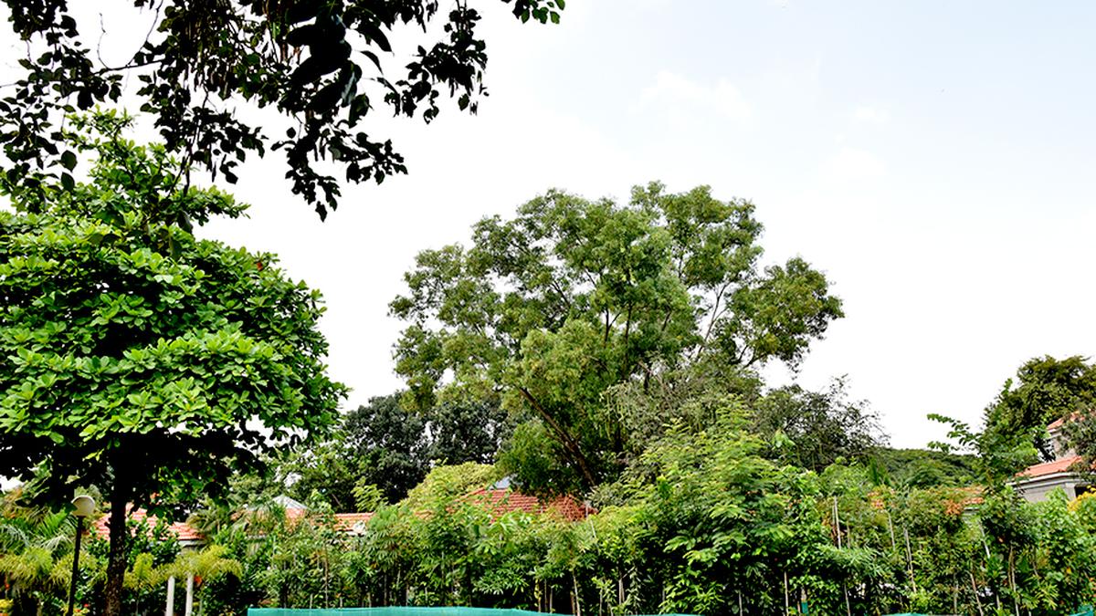 Forest Department recommends growing of 25 indigenous plant species as part of afforestation drive