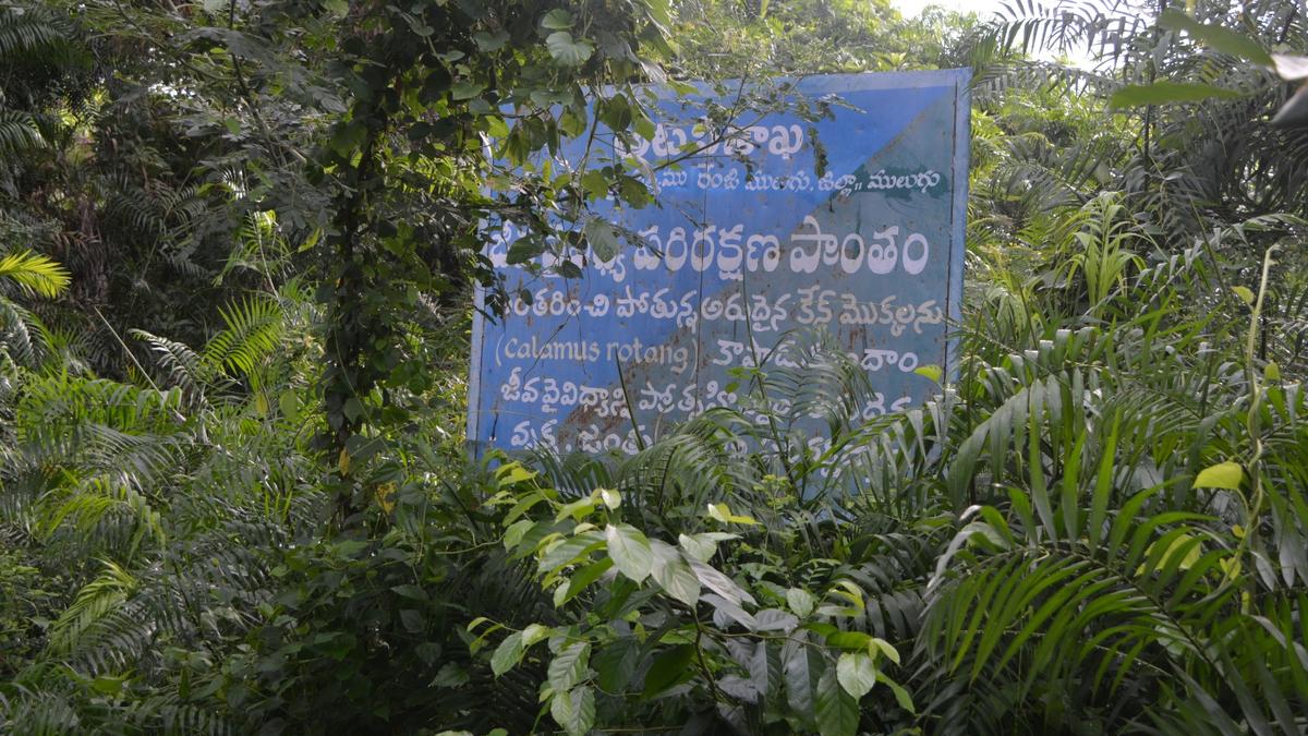 51 acres of Telangana’s last cane forest in Mulugu reduced to 5 acres