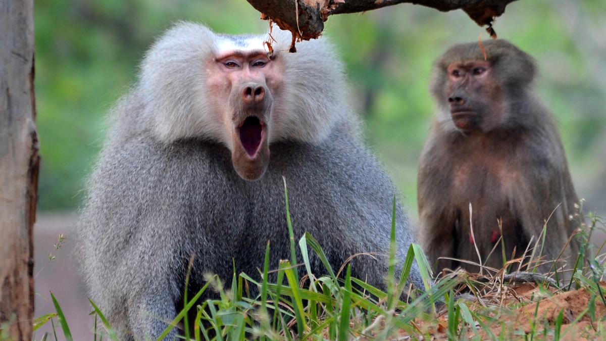 African baboon dies in Delhi zoo, third animal death in as many weeks