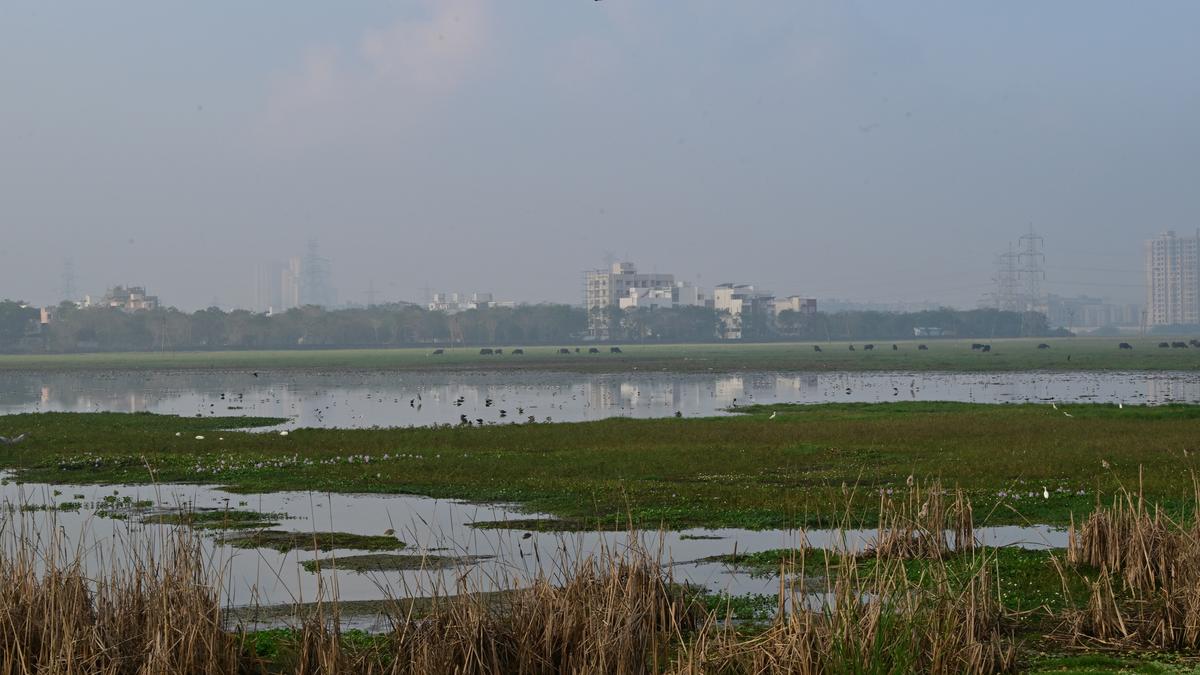 The necessity of mainstreaming wetland conservation