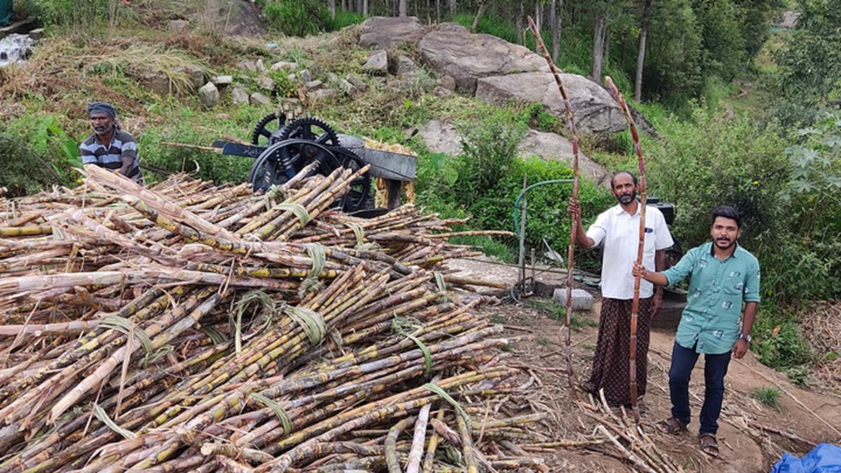 Trial-farming with new variety of sugarcane shows increased yield - The ...