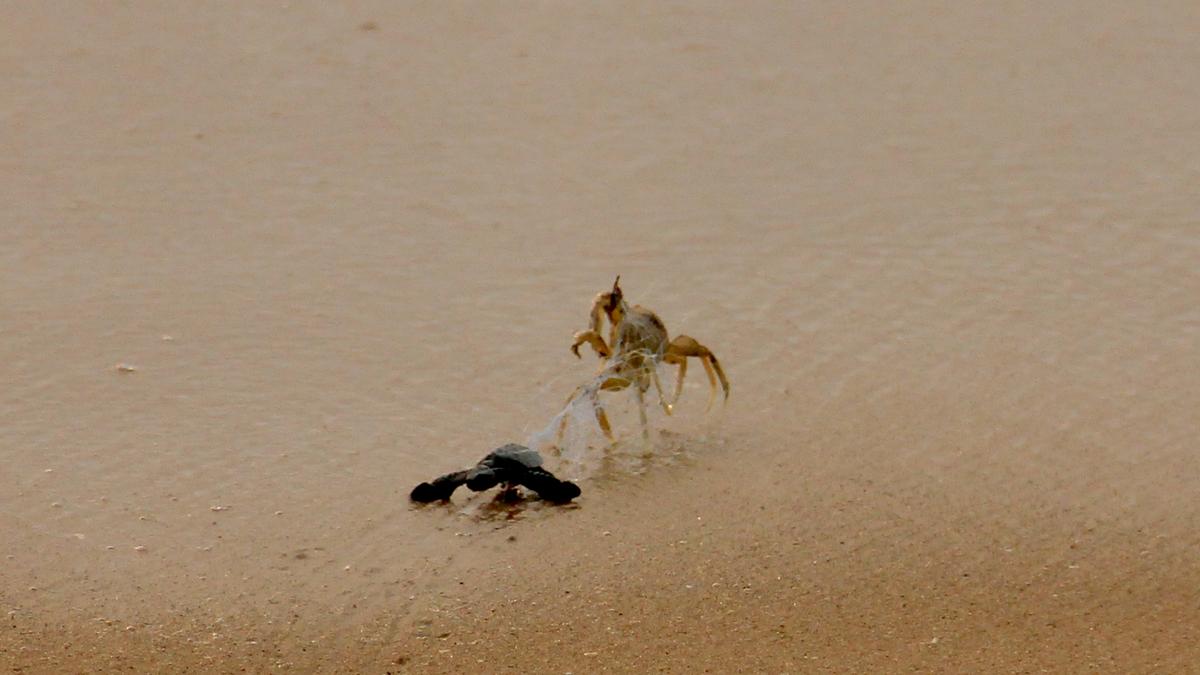 The Science Quiz | Asymmetry in biology