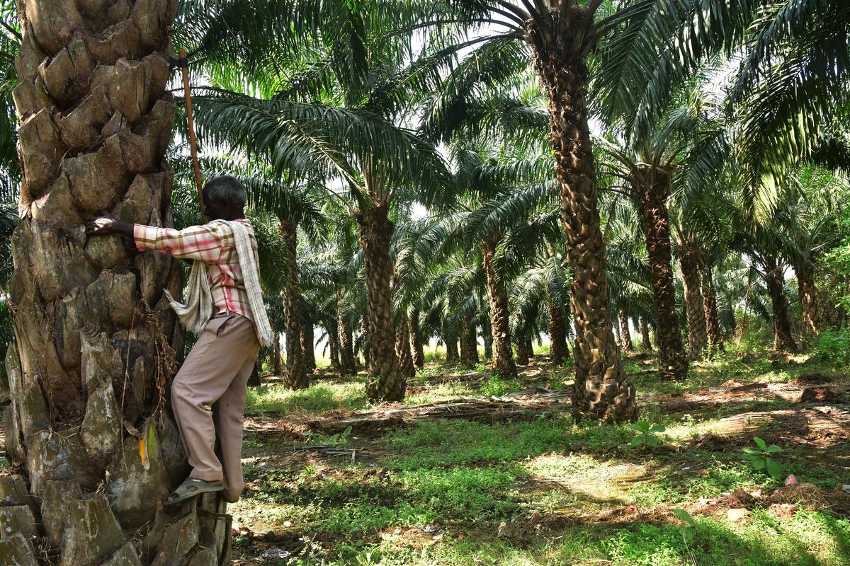 A man working at an oil palm farm in Allipuram of Khammam district. 