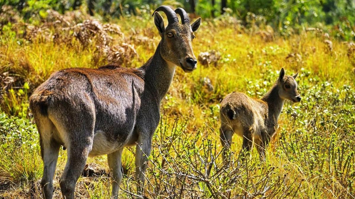 Eravikulam National Park opens for tourists on April 1