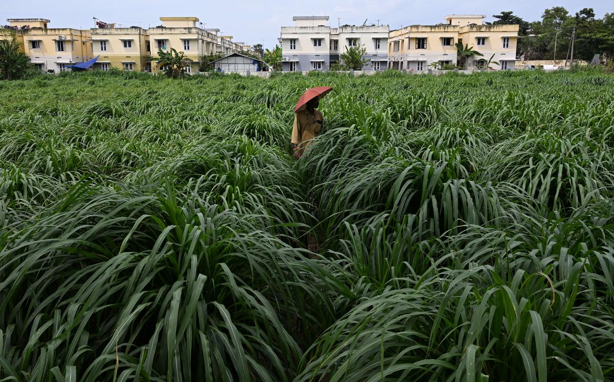 A labourer at the State Fodder Farm at Valiyathura in Thiruvananthapuram 