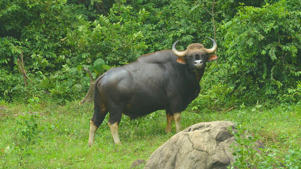 Wild gaur, the new villain in Kerala