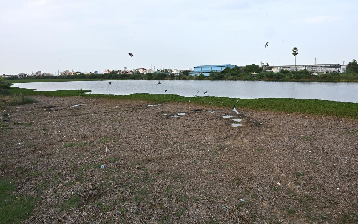 Water hyacinth covers Arafath lake in Thirumullaivoyal