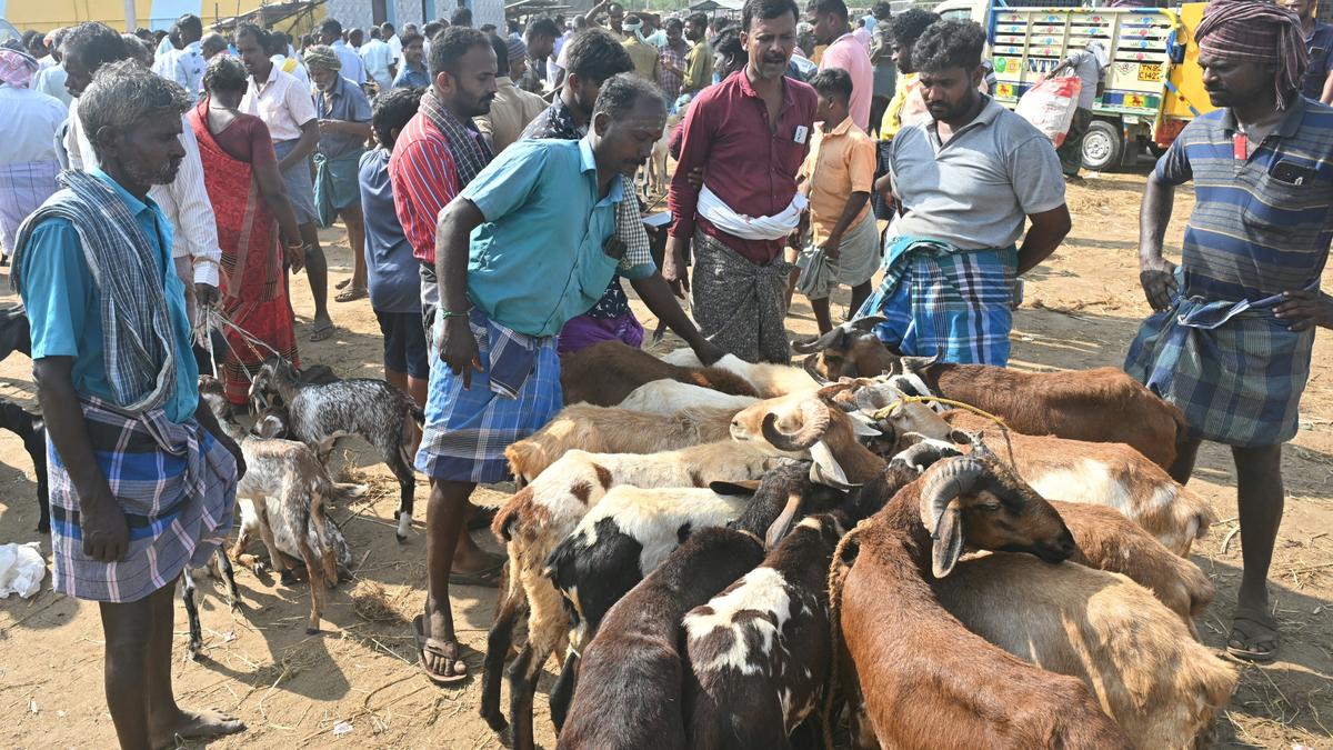 https://th-i.thgim.com/public/incoming/1zg5zo/article69835540.ece/alternates/LANDSCAPE_1200/2315_9_4_2024_17_11_43_3_CATTLE22.JPG