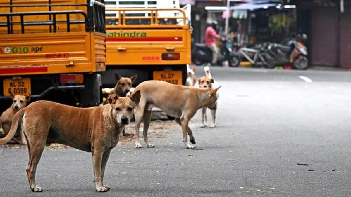 Kochi Corporation to set up shelters for 1,000 stray dogs at Brahmapuram
