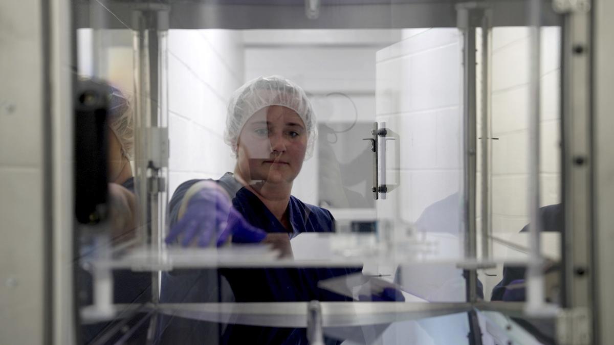 A worker at United Therapeutics’s designated pathogen-free facility in Christiansburg retrieves a UV-sterilised item from behind a protected barrier within the facility, May 29, 2024.