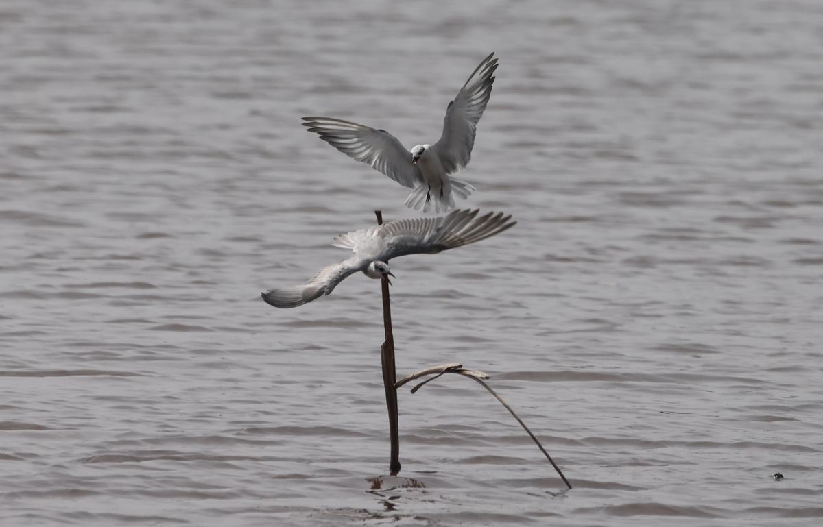 Whiskered terns around a stump of a perch at Sholinganallur lake on November 22, 2024. 