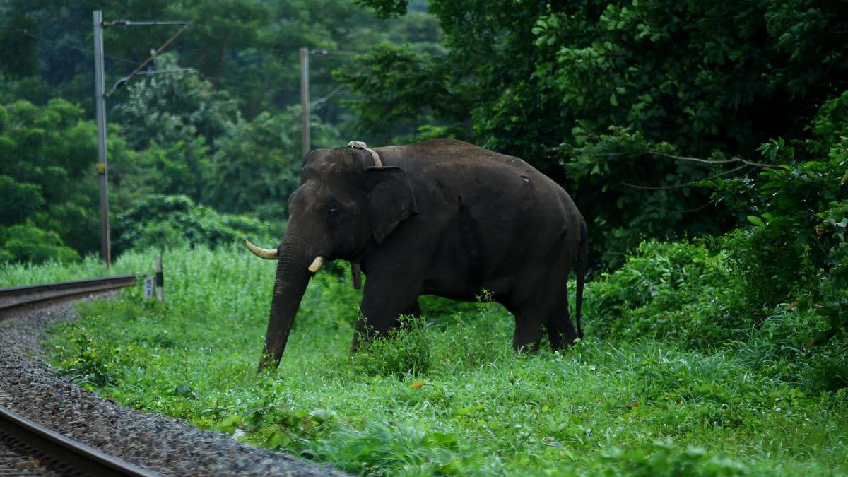 Train mows down elephant near Walayar in Kerala’s Palakkad - The Hindu by Authors