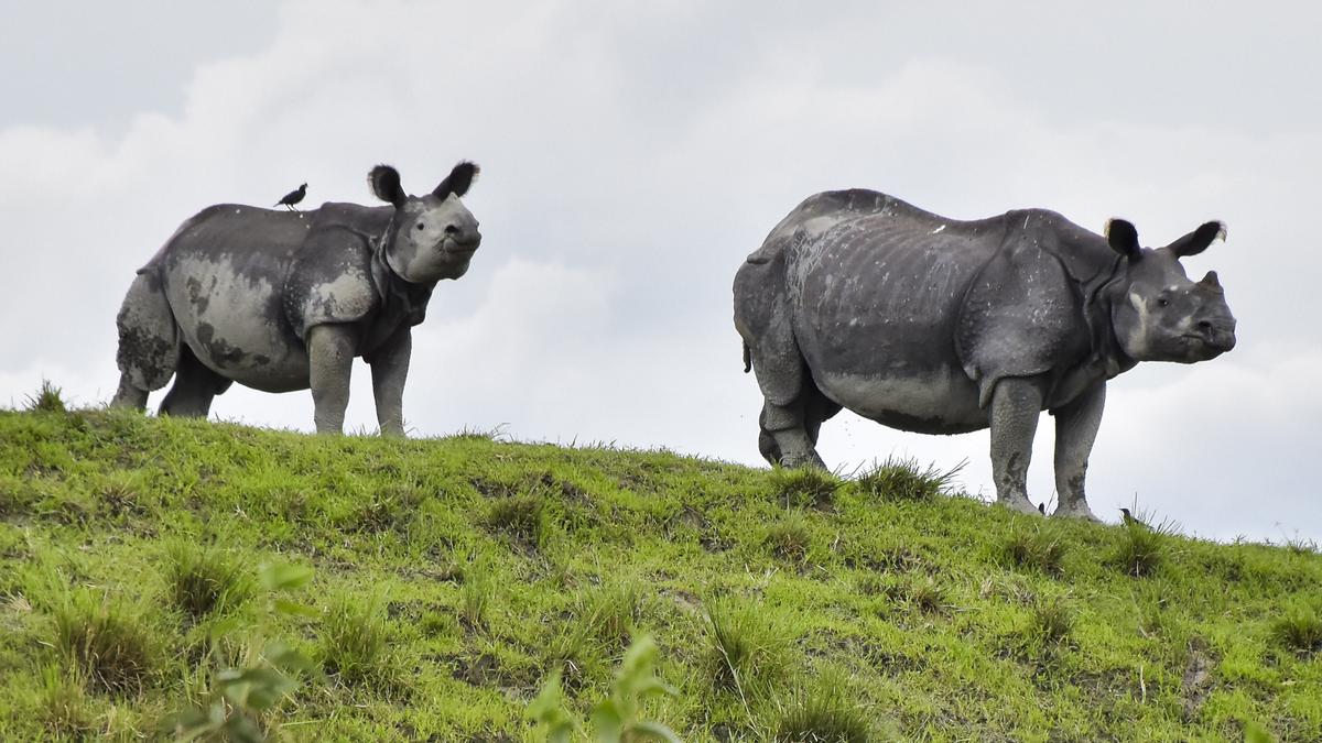 Assam floods | Forest department has built 40 highlands in Kaziranga, other national parks