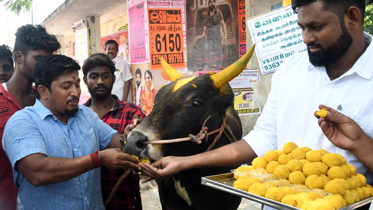 Pro-jallikattu organisations celebrate Supreme Court verdict in Madurai