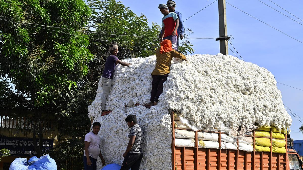 Cotton farmers call for urgent focus on yield-related issues Cotton farmers call for urgent focus on yield-related issues