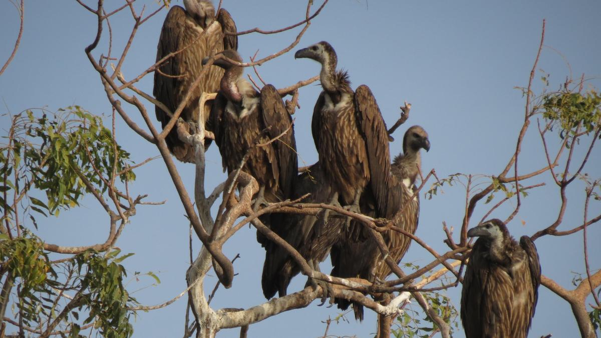 Tamil Nadu records 51 raptor species in first State-wide assessment