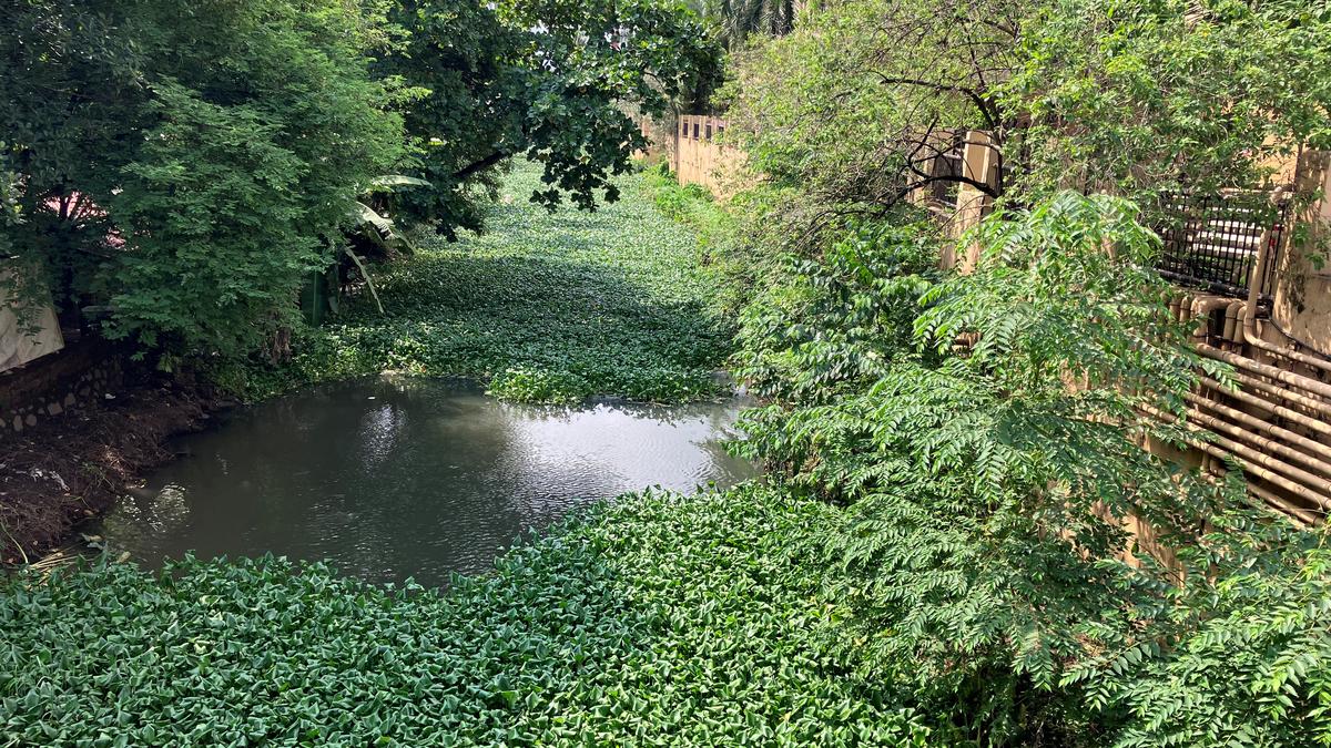 Dredged, encroachment-free canal would have prevented flooding national highways at Edappally in Kochi