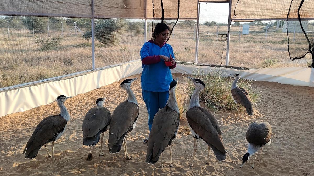 Is the Great Indian Bustard on the verge of local extinction?