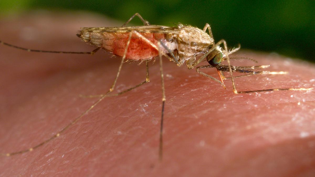 Deux nouveaux vaccins contre le paludisme sont en cours de déploiement à travers l’Afrique : comment ils fonctionnent et ce qu’ils promettent