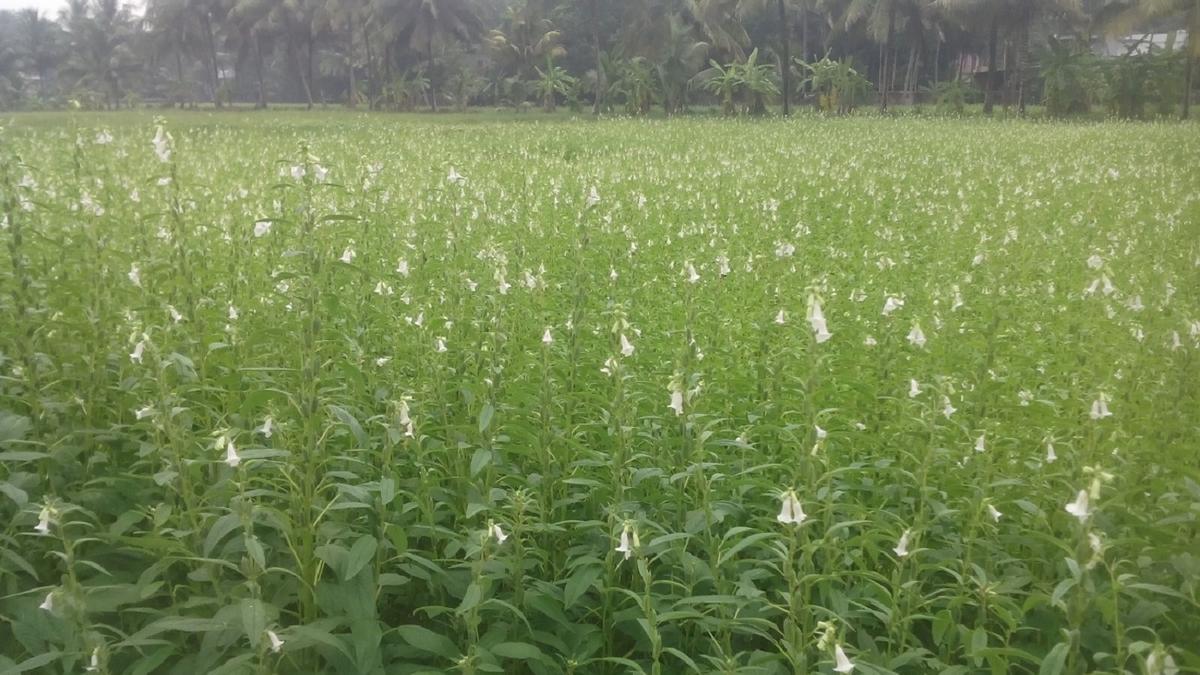 Onattukara sesame set to ride high on GI tag