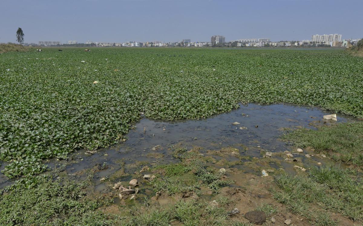 Varthur lake, one of the biggest in Bengaluru, was used for irrigation purposes. Now it is polluted. 