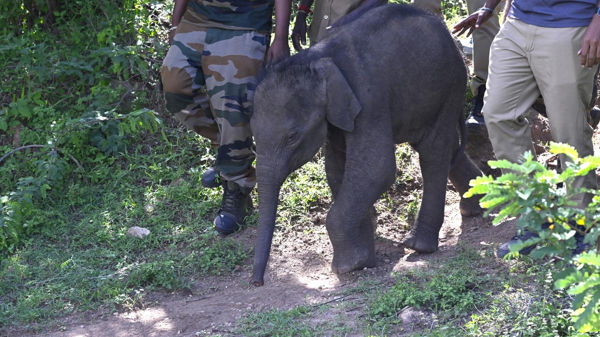 Forest Department’s repeated attempts to reunite stranded elephant calf with mother go in vain