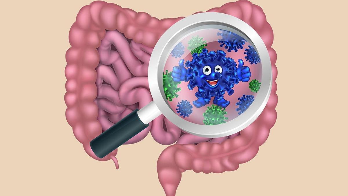 Can gut microbes help flush out forever chemicals in your body? Here is what experts have to say
Premium