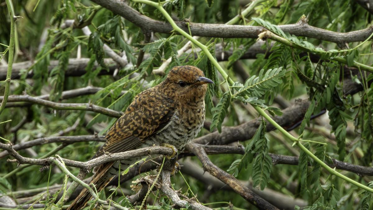 Two school boys document rare bird